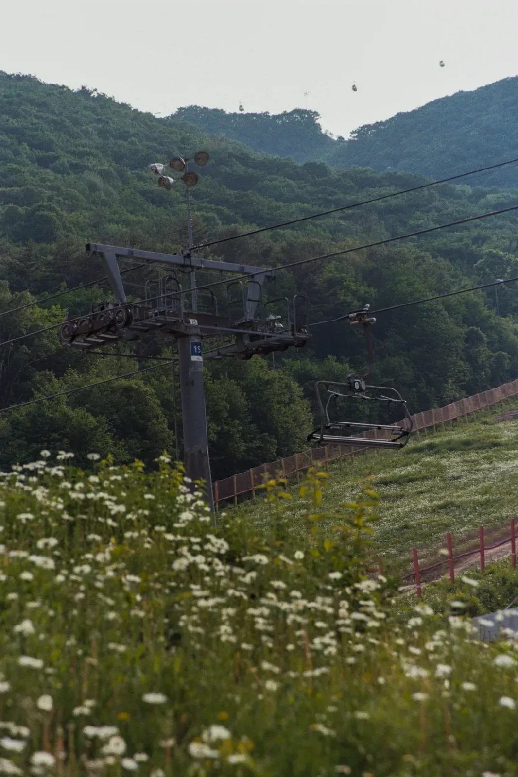 개망초 밭 너머로 보이는 리프트 기둥과 산