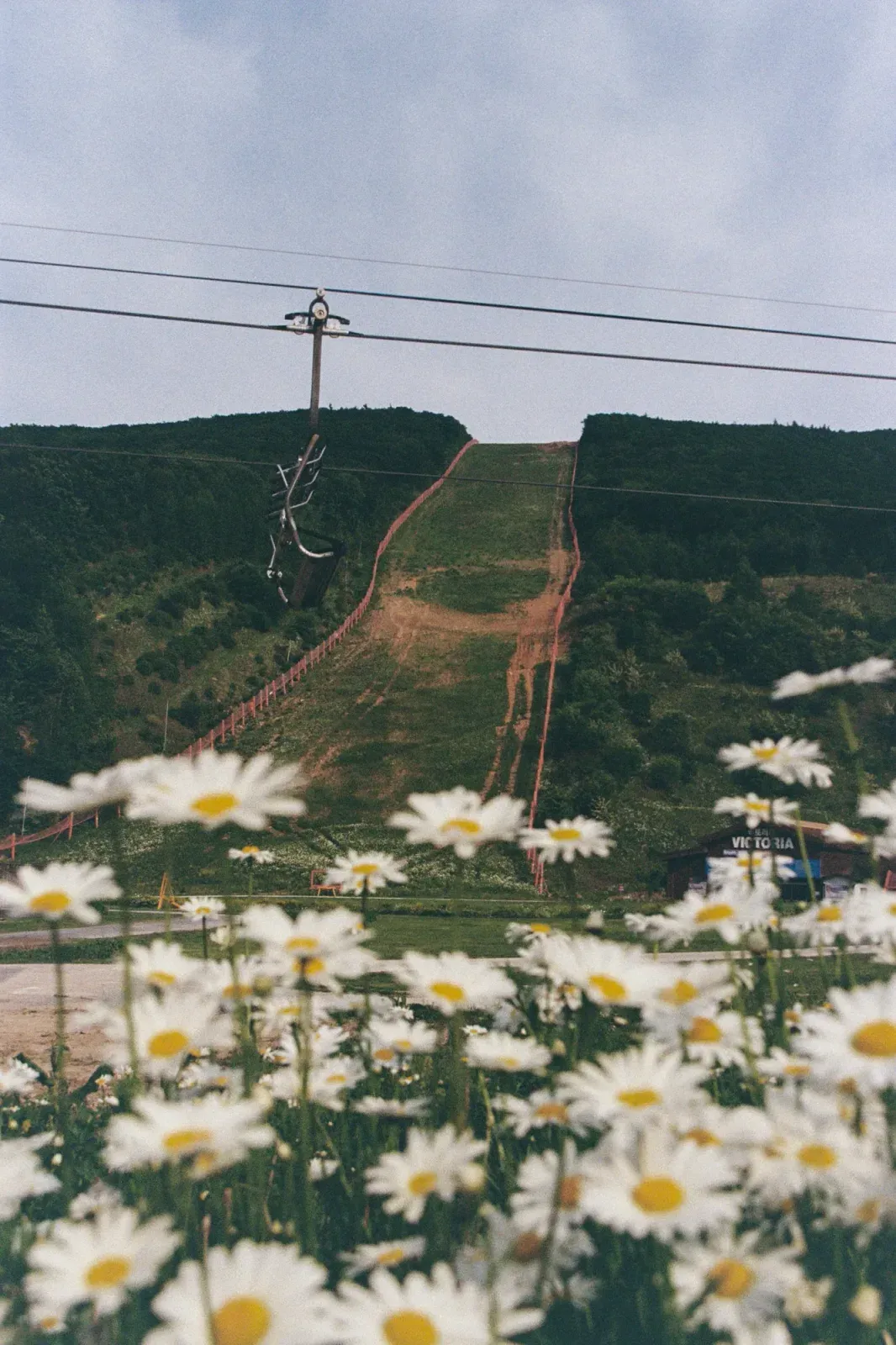 파란 하늘 아래 리프트 케이블과 슬로프, 앞쪽에 개망초